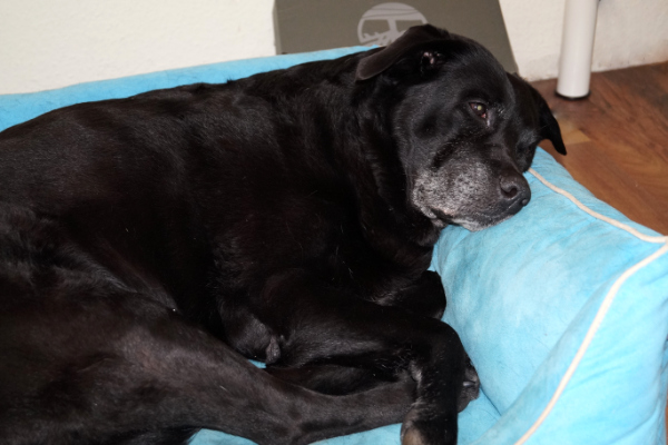 Pfoten-fit :: Graue Schnauzen - Physiotherapie für ältere Hunde