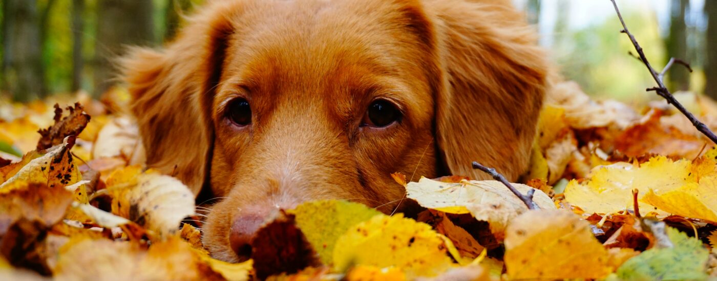 Gelenkschmerzen beim Hund - keine Angst vor dem Herbst