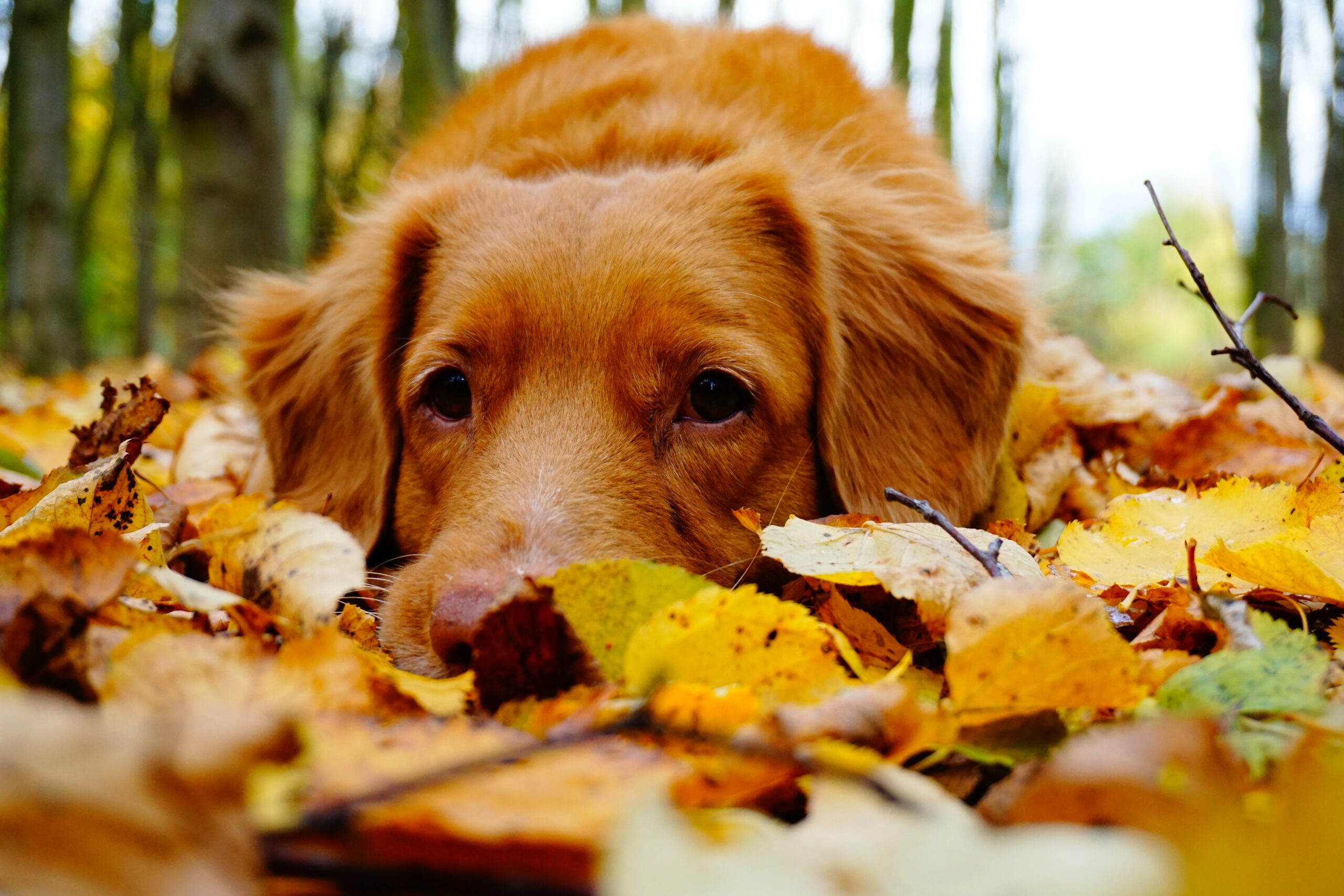 Gelenkschmerzen beim Hund - keine Angst vor dem Herbst